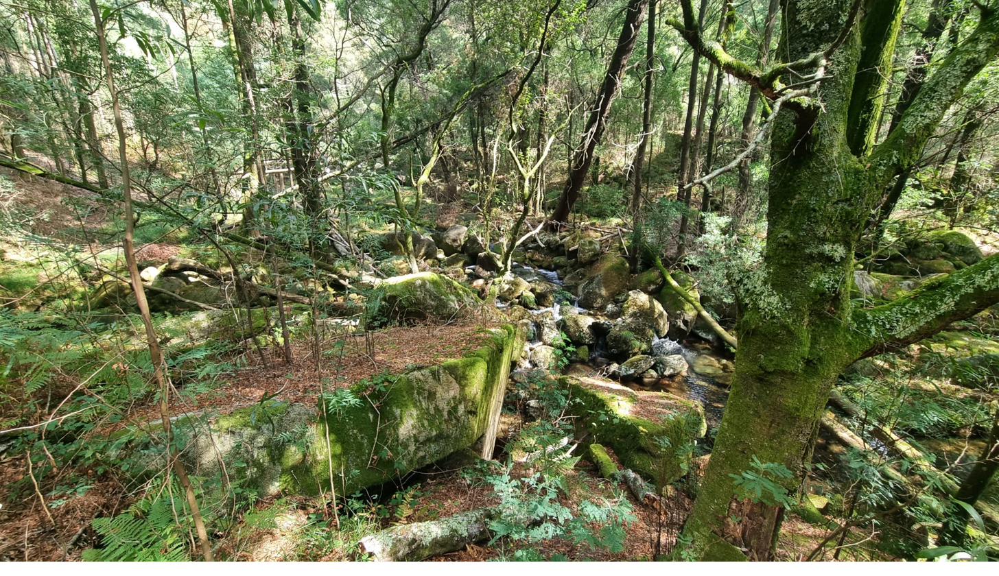 A moss-covered stream in the forest near Soajo, Northern Portugal